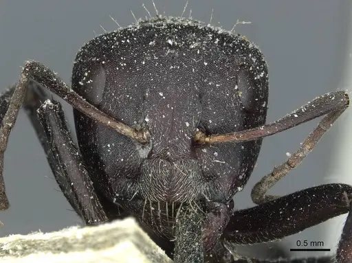 Camponotus sericeus specimen CASENT0911867 image casent0911867_2