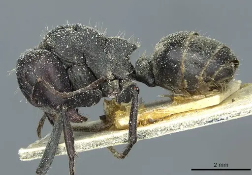 Camponotus sericeus specimen CASENT0911867 image casent0911867_3