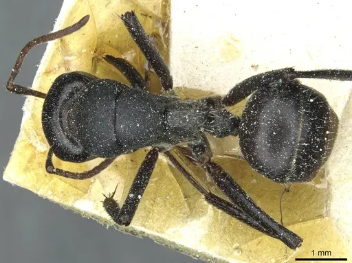 Camponotus sericeus specimen CASENT0911868 image casent0911868_1