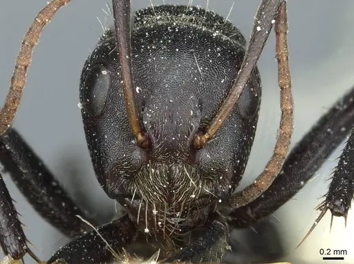 Camponotus sericeus specimen CASENT0911868 image casent0911868_2