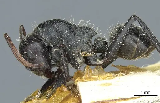 Camponotus sericeus specimen CASENT0911868 image casent0911868_3