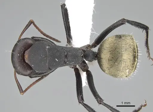 Camponotus sericeus specimen CASENT0919821 image casent0919821_1