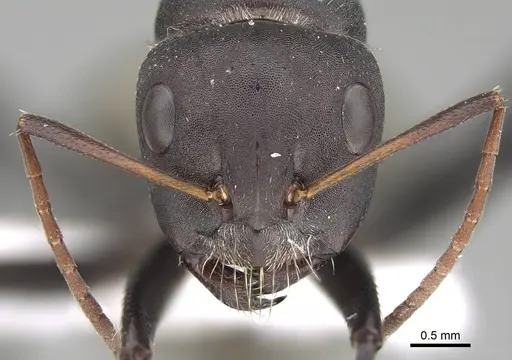 Camponotus sericeus specimen CASENT0919821 image casent0919821_2