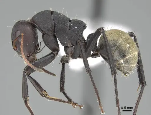 Camponotus sericeus specimen CASENT0919821 image casent0919821_3