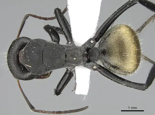 Camponotus sericeus specimen CASENT0922266 image casent0922266_1