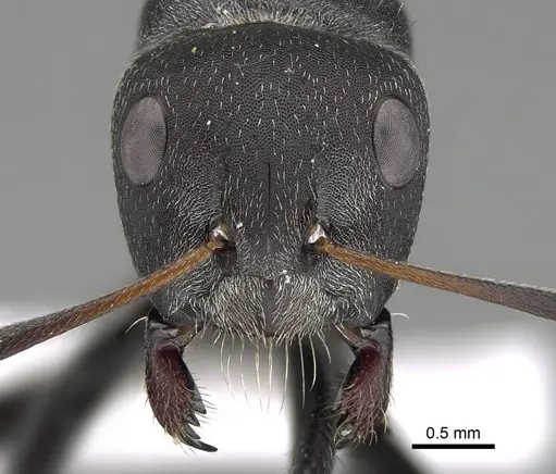 Camponotus sericeus specimen CASENT0922266 image casent0922266_2