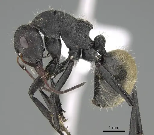 Camponotus sericeus specimen CASENT0922266 image casent0922266_3