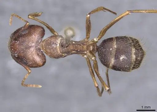 Camponotus setitibia specimen CASENT0910164 image casent0910164_1
