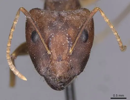 Camponotus setitibia specimen CASENT0910164 image casent0910164_2