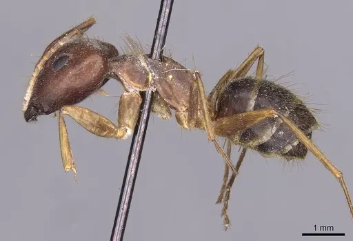 Camponotus setitibia specimen CASENT0910164 image casent0910164_3