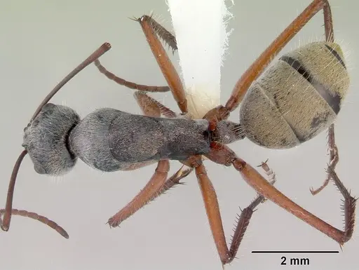 Camponotus setosus specimen CASENT0172149 image casent0172149_1