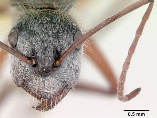 Camponotus setosus specimen CASENT0172149 image casent0172149_2