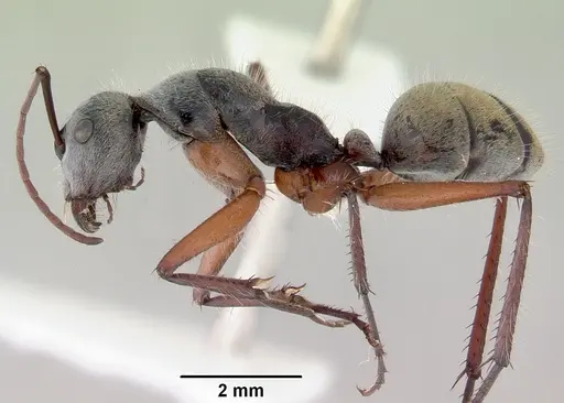 Camponotus setosus specimen CASENT0172149 image casent0172149_3