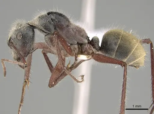 Camponotus setosus specimen CASENT0887710 image casent0887710_3
