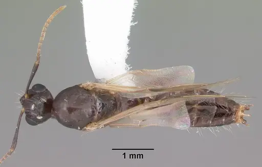 Camponotus sexguttatus specimen CASENT0103705 image casent0103705_1