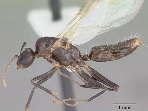 Camponotus sexguttatus specimen CASENT0103705 image casent0103705_3