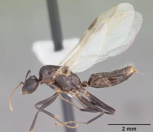 Camponotus sexguttatus specimen CASENT0103705 image casent0103705_4