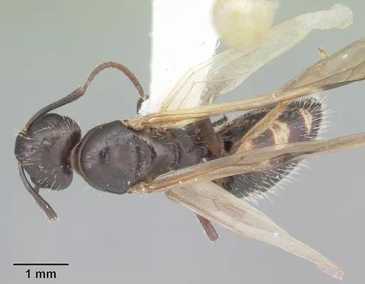 Camponotus sexguttatus specimen CASENT0103708 image casent0103708_1