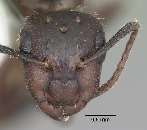 Camponotus sexguttatus specimen CASENT0103708 image casent0103708_2