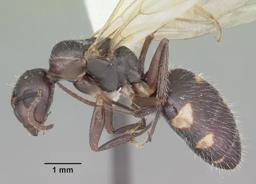 Camponotus sexguttatus specimen CASENT0103708 image casent0103708_3