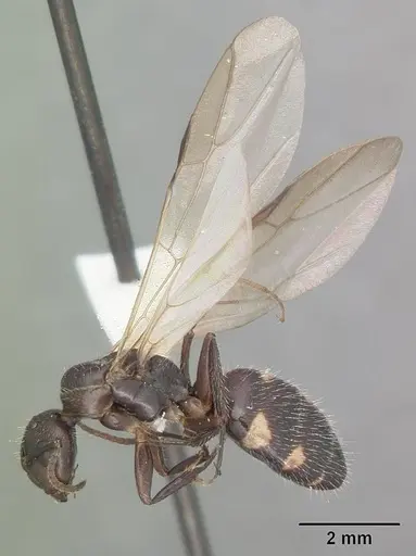 Camponotus sexguttatus specimen CASENT0103708 image casent0103708_4