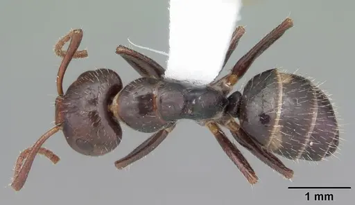 Camponotus sexguttatus specimen CASENT0103709 image casent0103709_1
