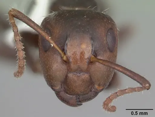 Camponotus sexguttatus specimen CASENT0103709 image casent0103709_2