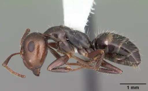 Camponotus sexguttatus specimen CASENT0103709 image casent0103709_3