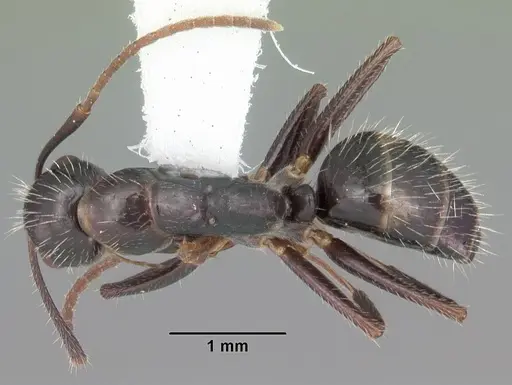Camponotus sexguttatus specimen CASENT0103710 image casent0103710_1