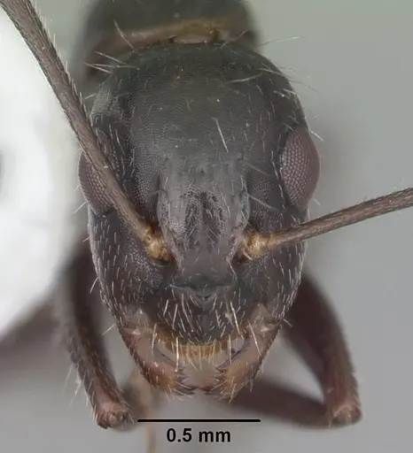Camponotus sexguttatus specimen CASENT0103710 image casent0103710_2
