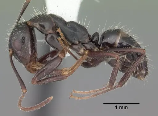 Camponotus sexguttatus specimen CASENT0103710 image casent0103710_3