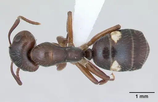 Camponotus sexguttatus specimen CASENT0173451 image casent0173451_1