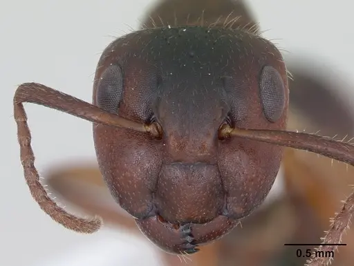 Camponotus sexguttatus specimen CASENT0173451 image casent0173451_2