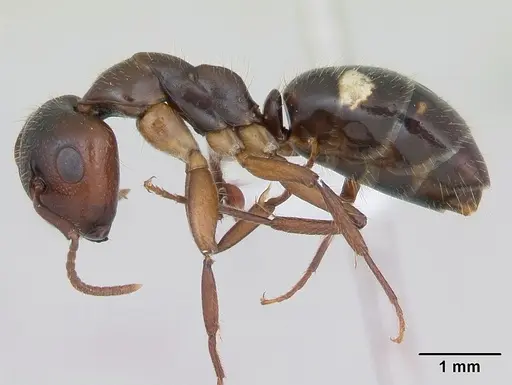 Camponotus sexguttatus specimen CASENT0173451 image casent0173451_3