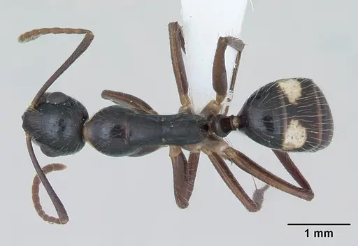 Camponotus sexguttatus specimen CASENT0173452 image casent0173452_1