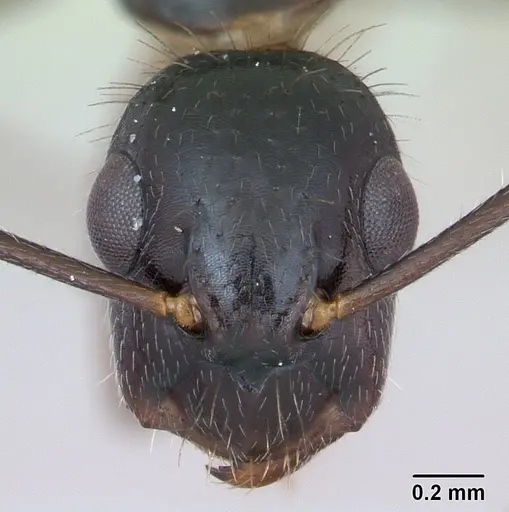 Camponotus sexguttatus specimen CASENT0173452 image casent0173452_2