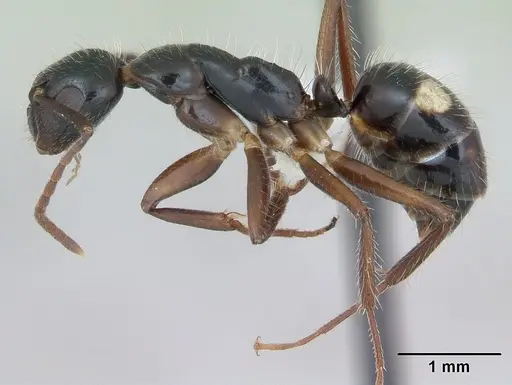 Camponotus sexguttatus specimen CASENT0173452 image casent0173452_3