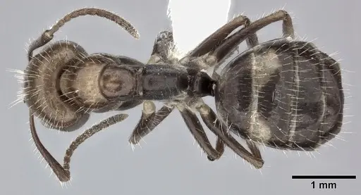 Camponotus sexguttatus specimen CASENT0246661 image casent0246661_1