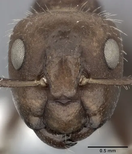 Camponotus sexguttatus specimen CASENT0246661 image casent0246661_2