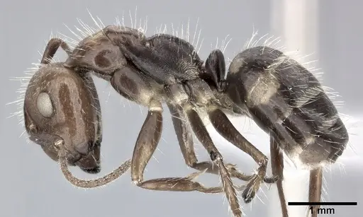 Camponotus sexguttatus specimen CASENT0246661 image casent0246661_3