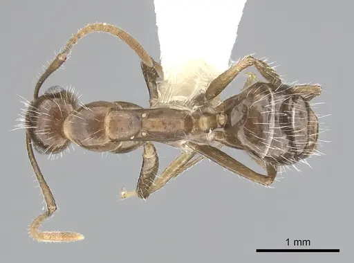 Camponotus sexguttatus specimen CASENT0249404 image casent0249404_1