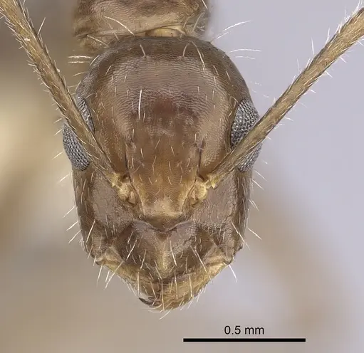 Camponotus sexguttatus specimen CASENT0249404 image casent0249404_2