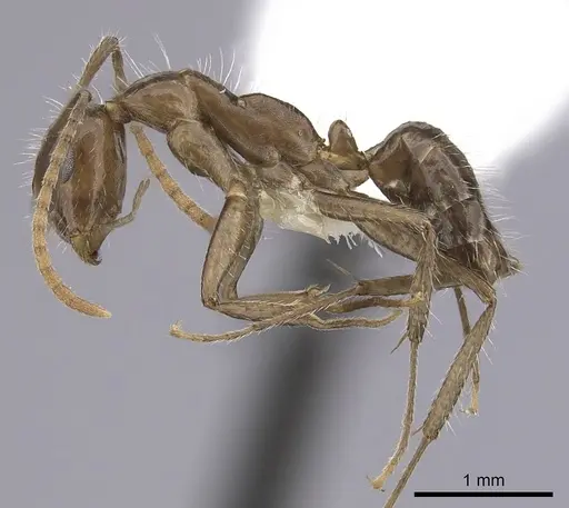 Camponotus sexguttatus specimen CASENT0249404 image casent0249404_3