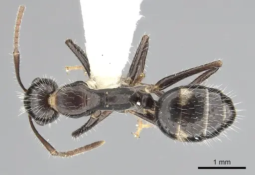 Camponotus sexguttatus specimen CASENT0249405 image casent0249405_1
