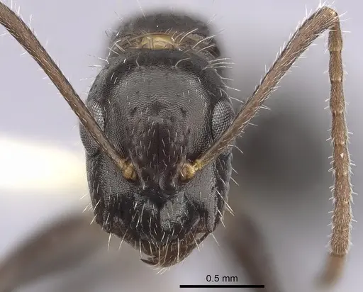 Camponotus sexguttatus specimen CASENT0249405 image casent0249405_2