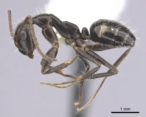 Camponotus sexguttatus specimen CASENT0249405 image casent0249405_3