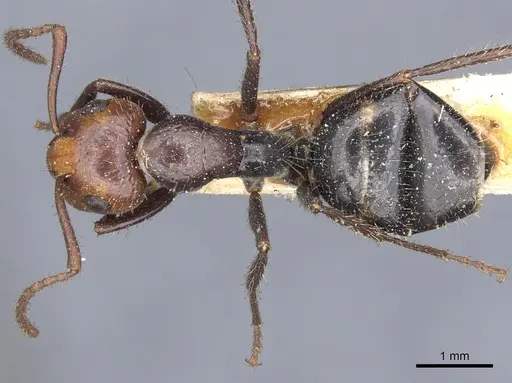 Camponotus sexguttatus specimen CASENT0903629 image casent0903629_1