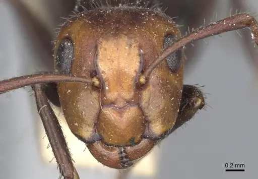 Camponotus sexguttatus specimen CASENT0903629 image casent0903629_2