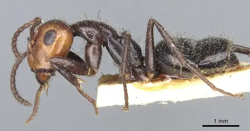 Camponotus sexguttatus specimen CASENT0903629 image casent0903629_3