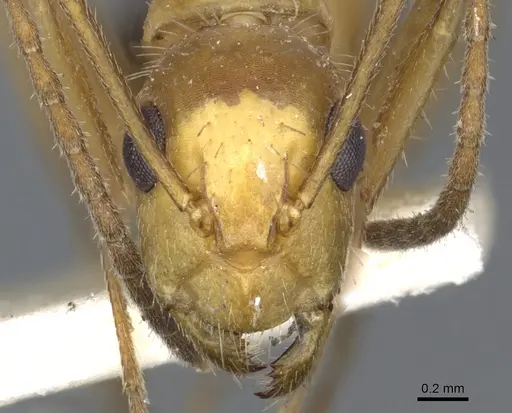 Camponotus sexguttatus specimen CASENT0903633 image casent0903633_2